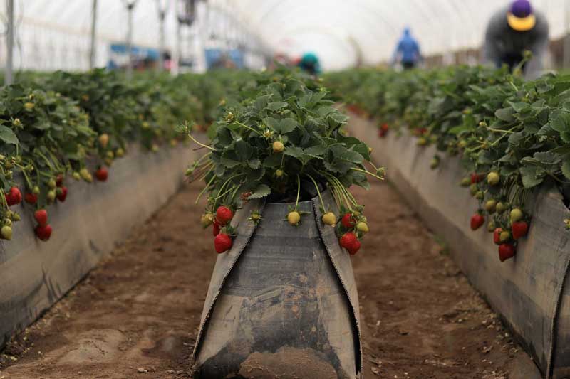 Understanding pH Levels in Agriculture: The Key to Crop Health and Productivity